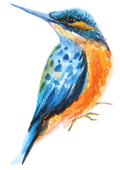Fototapeta premium Hummingbird watercolor illustration.hand painted bird.