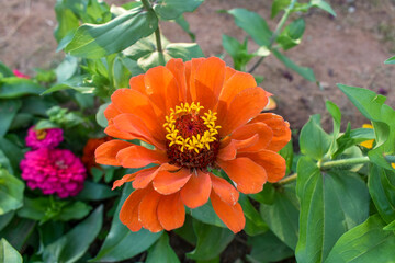 Orange Zinnia elegans, also known as youth-and-age or common zinnia, is an annual plant from the...