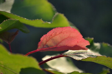 red autumn leaf