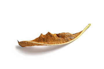 Fungal disease on dry leaves, Plant leaf disease aphid.