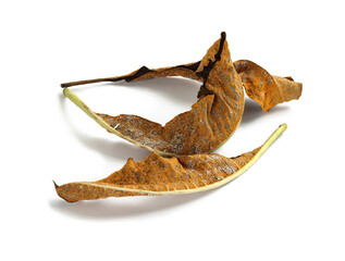 Fungal disease on dry leaves, Plant leaf disease aphid.