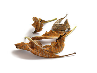 Fungal disease on dry leaves, Plant leaf disease aphid.