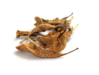 Fungal disease on dry leaves, Plant leaf disease aphid.