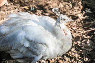 鳥