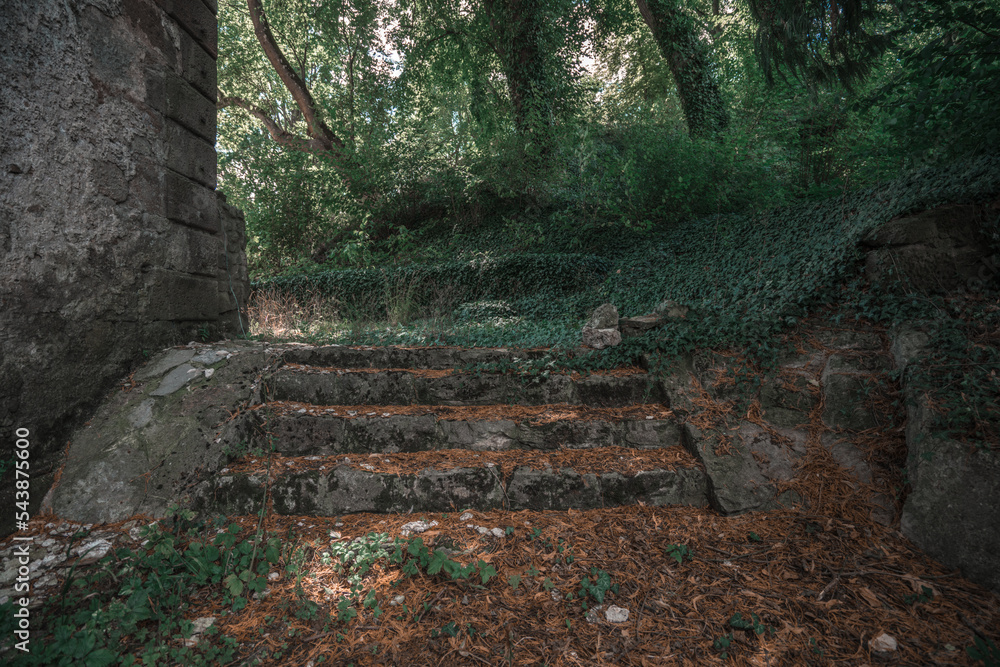 Poster a set of stairs leading up to a forest area with trees and bushes on either side of the stairs.
