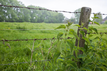 Old fence made of rusty barbed wire and wooden logs, overgrown with grass.