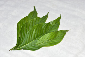 Adhatoda vasica or medicinal Basak leaves, mainly used in ayurvedic, homeopathy and unani medicine...
