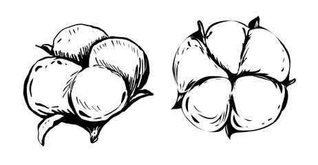 Set of white cotton flowers. Vector illustrations set. Cotton flower plant, organic ball fluffy boll.