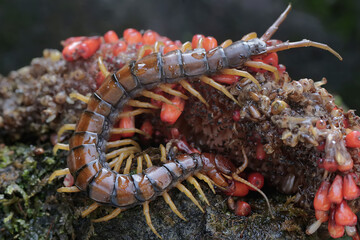 A centipede is looking for prey in the weft of an anthurium fruit. This multi-legged animal has the...