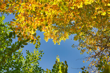 Fall autumn treetops upward view from a ground