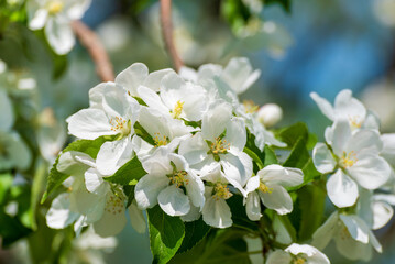 White Apple Blossoms On A Wild Apple Tree In Spring