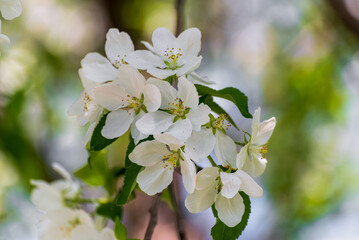 White Apple Blossoms On A Wild Apple Tree In Spring