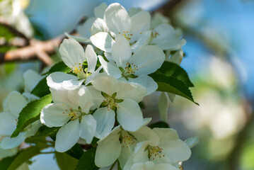White Apple Blossoms On A Wild Apple Tree In Spring
