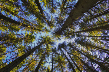 Look up into the treetops. Bottom view background. Treetops framing the sky. The tops of the pines From Low Angle.