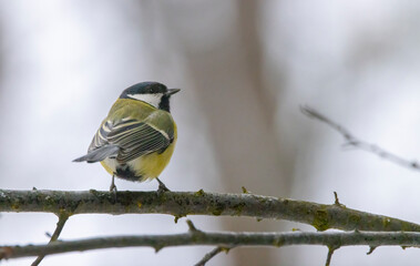 Great tit near National park Podyji, Southern Moravia, Czech Republic