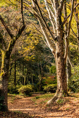 Fototapeta premium autumn in the forest