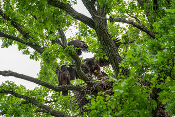 Bald Eagle Fledglings In The Nest In Spring