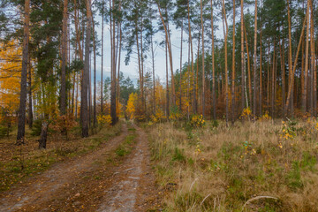 Mixed forest on an autumn day