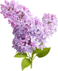 Foto auf Leinwand Branch of lilac branches. Lilac flowers. Beautiful lilac. © Tatyana Sidyukova