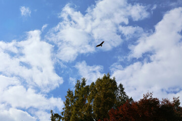 青空と鳥
