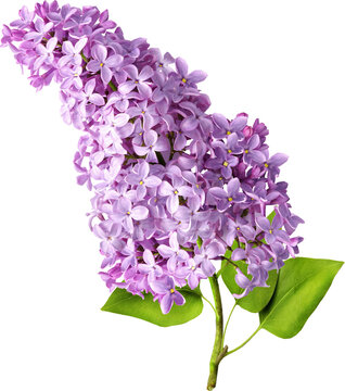 Branch of lilac flowers isolated. Lilac flowers.