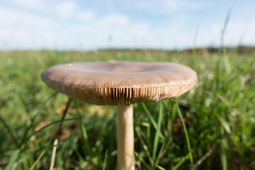 champignon
