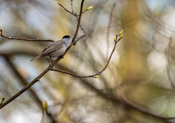 bird on a branch