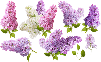 Set of Lilac flowers. Branch of lilac flowers isolated. Collection of white and lilac flowers.
