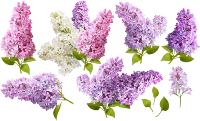Foto op Aluminium Set of Lilac flowers. Branch of lilac flowers isolated. Collection of white and lilac flowers. © Tatyana Sidyukova