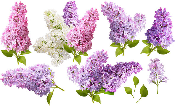 Set of Lilac flowers. Branch of lilac flowers isolated. Collection of white and lilac flowers.
