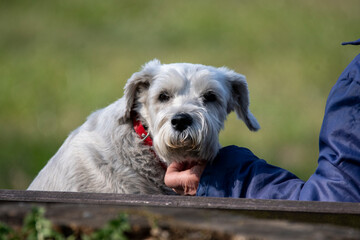 Fototapeta premium portrait of a dog