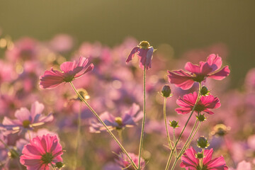 コスモスと夕焼け