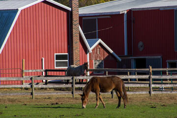 horse and barn