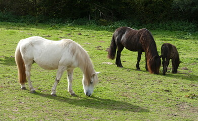 Kleine Herde auf der Pferdekoppel