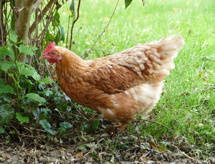 Ein Huhn im Garten