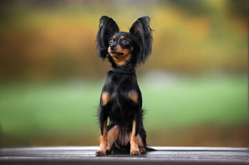 beautiful russian toy dog sitting outdoors