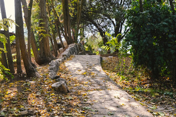 A path with fallen leaves leads to the forest
Mysterious path full of roots in the middle of wooden coniferous forrest, surrounded by green bushes and leaves and ferns