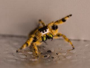 Canopy Jumping spider
