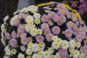 Pot de chrysanthèmes