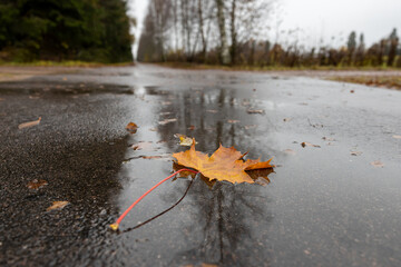 Colorful autumn leaf in a rain puddle on a deserted road with trees