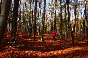 Wanderung im herbstlichen Wald