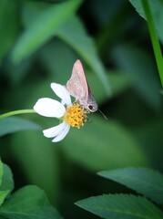 brown moth on black jack flower