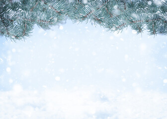 Winter natural background with spruce branches frame