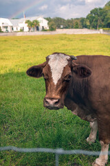 Cow grazing on the farm