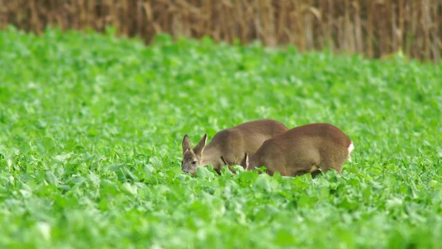 a young deer stands on a green field in the morning and eats plants