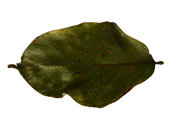 a large, oval-shaped leaf with a green and brown color. It has many small, brown spots on it.