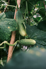 Fresh cucumbers grow fresh in the garden