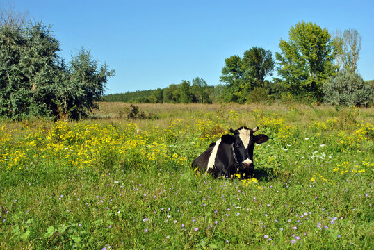 Black and white milk cow tied with a chain laying and looking straight on background of landscape with green grassy meadow with yellow flowers blue sky an