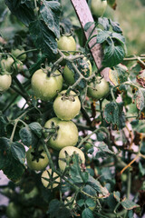 Pile of fresh green tomatoes, in the photo after the rain in the afternoon