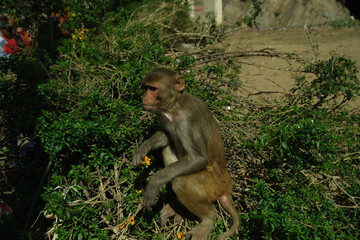 06 november 2022. Some Indian women in traditional Indian dress (Sari) pray and bathe in the waters of the Monkey Temple in Jaipur, Rajasthan, India.